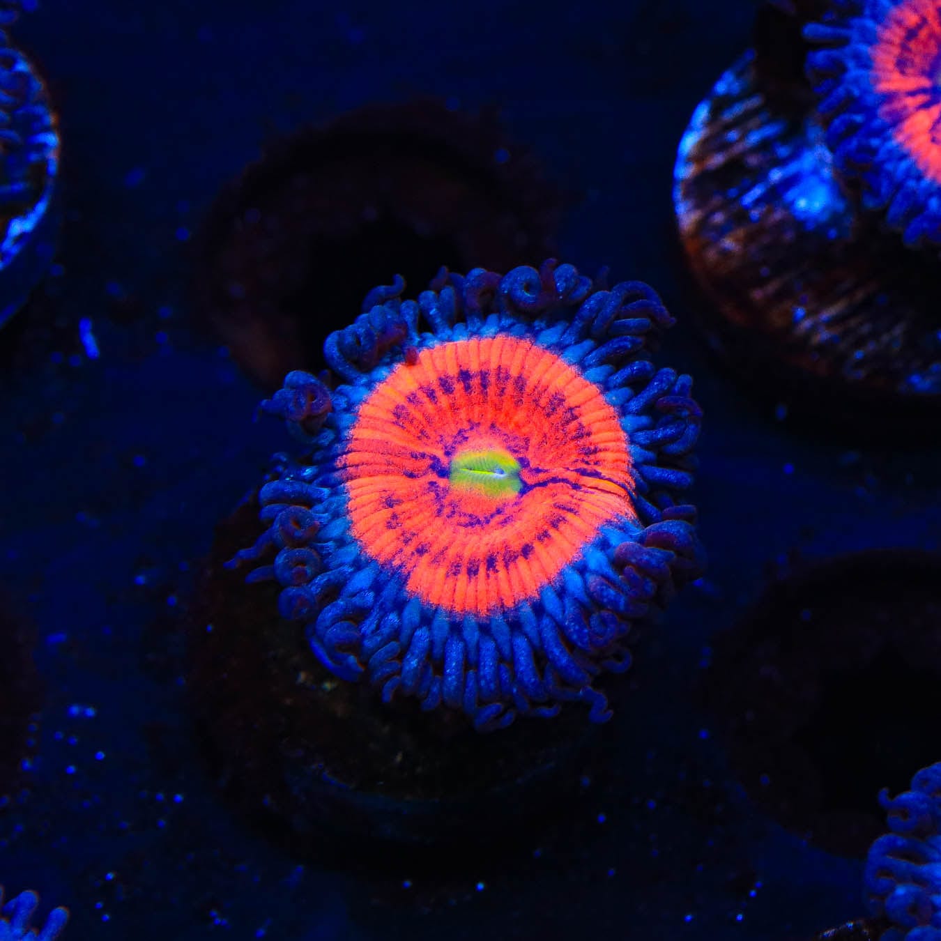 Everlasting Gobstopper Zoanthids Coral - Vibrant Color Live Coral for Saltwater Aquariums | Perfect for Reef Tanks & Marine Displays