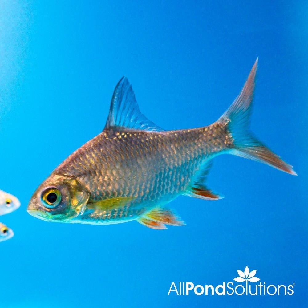 Red Tail Tinfoil Barb (Barbonymus altus) - Live Tropical Fish for Aquariums | Perfect for Community Tanks & Asian Biotope Setups