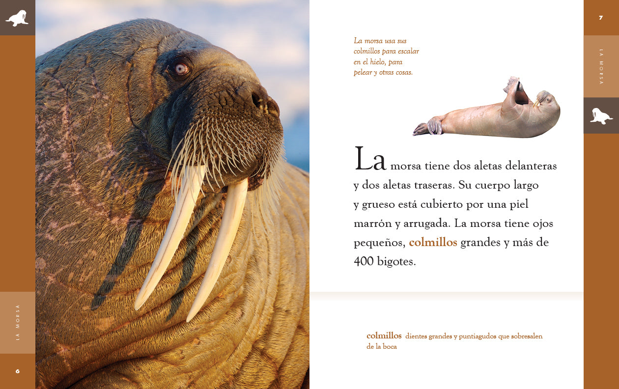 La Morsa Book 9781640266995 - Wildlife Animal Facts & Nature Exploration for Kids - Perfect for Homeschooling & Classroom Learning