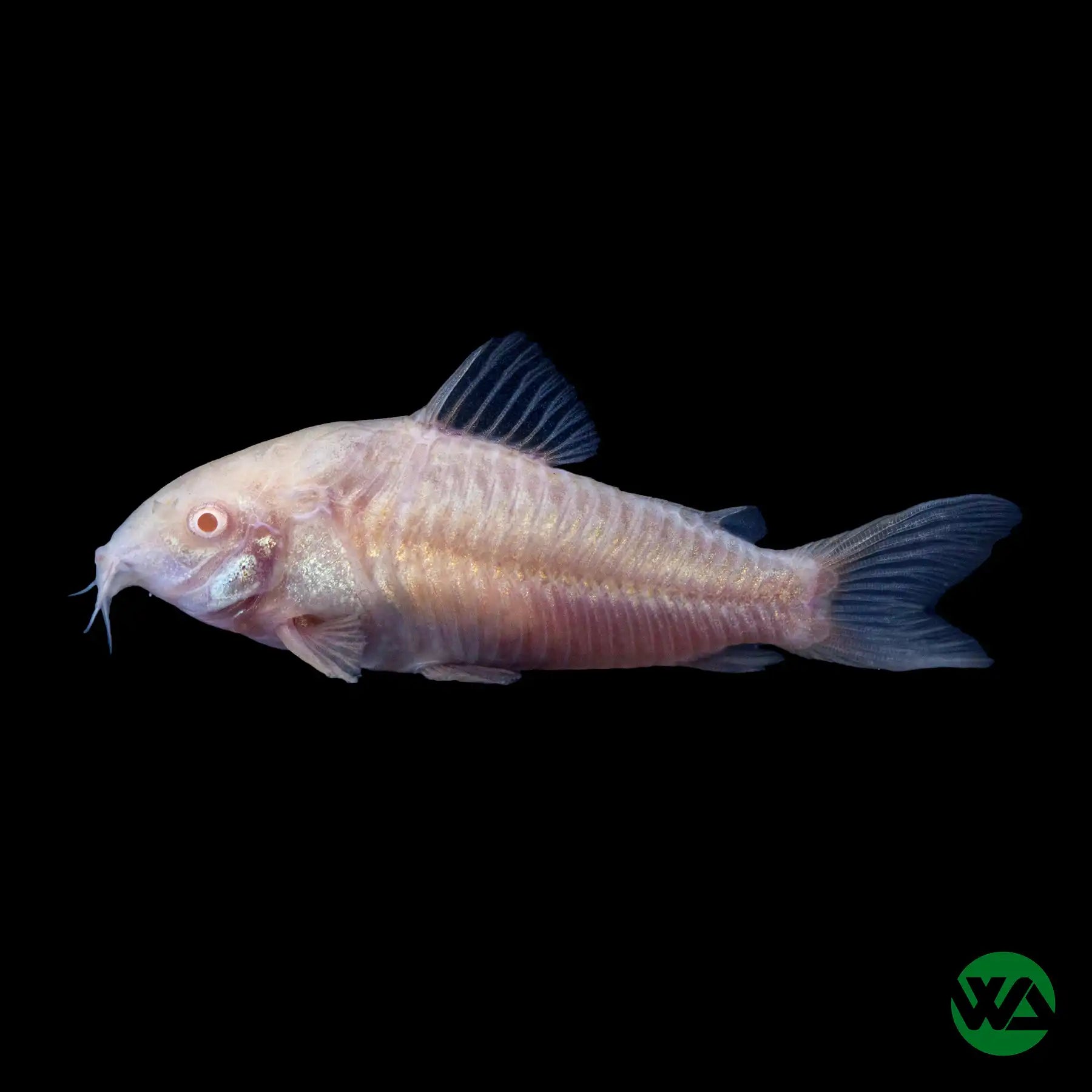Albino Cory Catfish (Corydoras aeneus) - Peaceful Freshwater Aquarium Fish for Community Tanks & Planted Aquariums