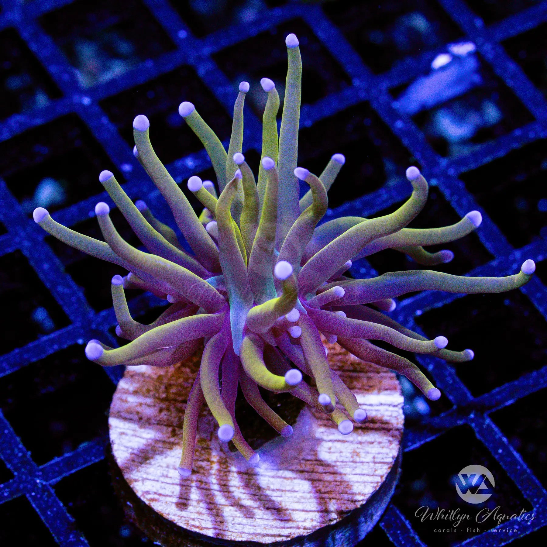 I4 Indo Gold Torch WYSIWYG Live Coral for Saltwater Aquarium - Perfect for Reef Tanks & Marine Aquascaping