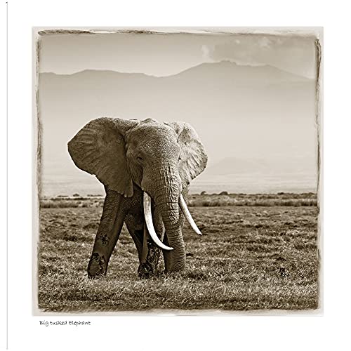 Big Tusked Elephant