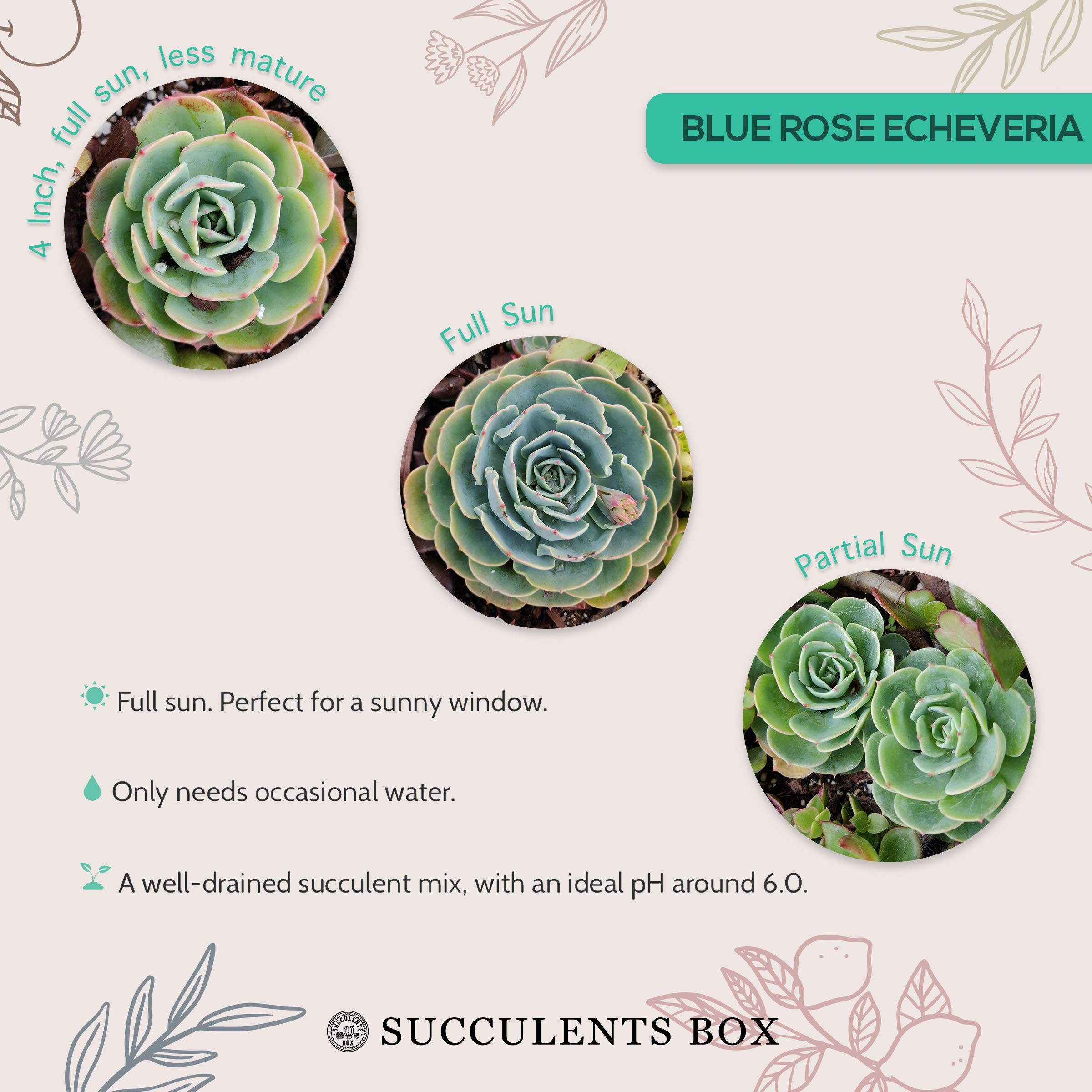 Blue Rose Echeveria Succulent Plant (4 Inch) with Clay Pot - Perfect for Home Decor, Office Desk & Garden Arrangements