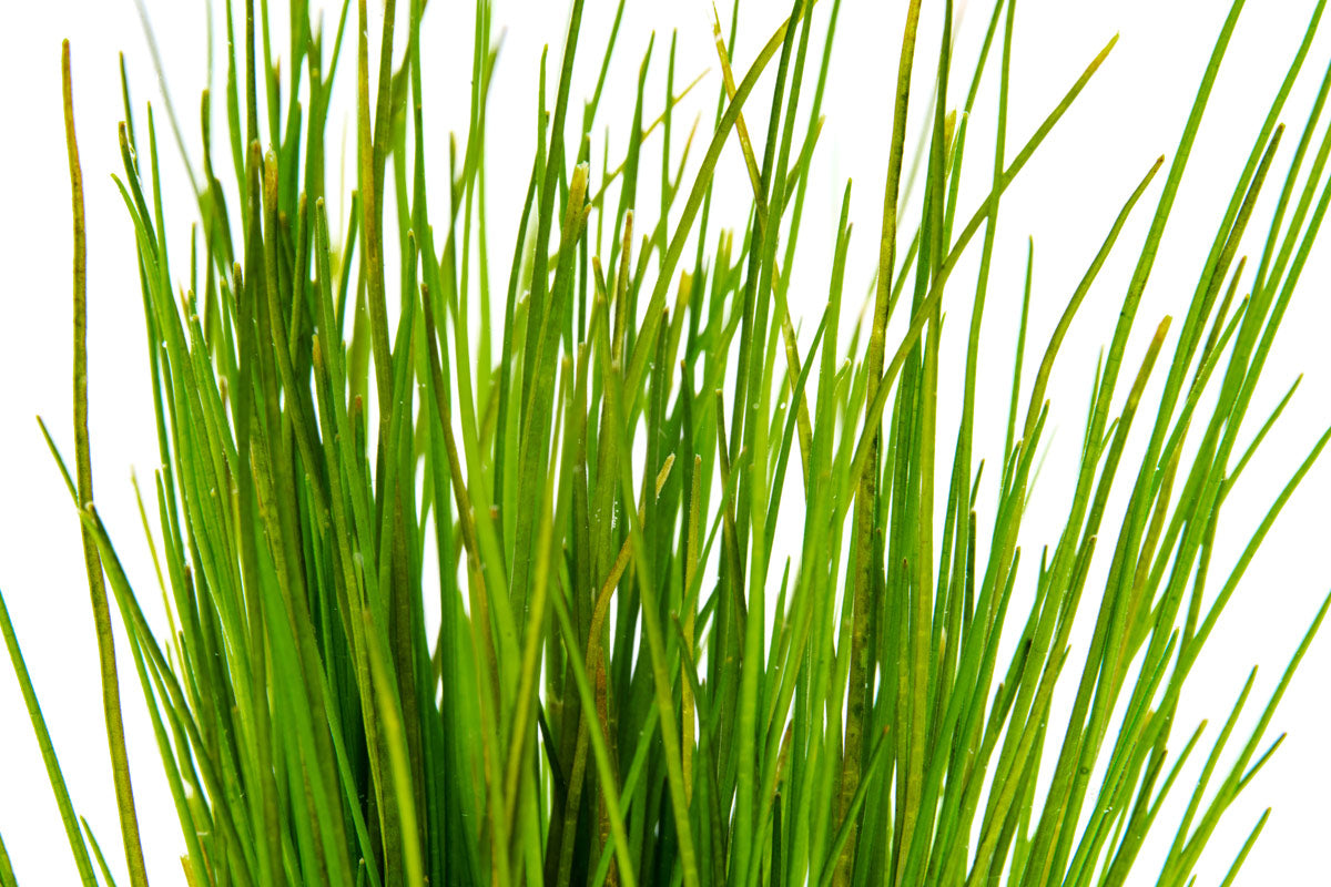 Eleocharis Parvula Mini Dwarf Hairgrass - Live Aquarium Plant for Freshwater Fish Tanks - Perfect for Carpeting, Aquascaping & Nano Tanks