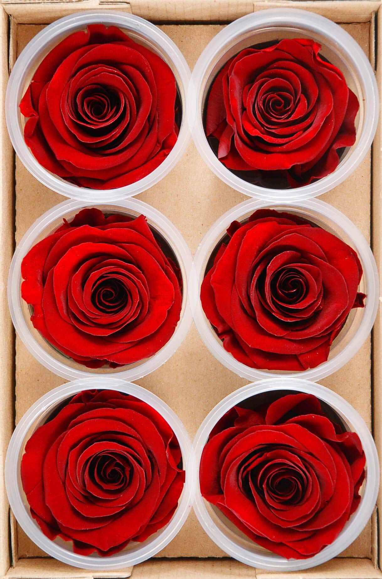 12 Pack Preserved Red Roses in Glass Dome - 2.5 Inch Real Touch Flowers for Home Decor, Wedding Centerpieces, Anniversary Gifts & Romantic Surprises
