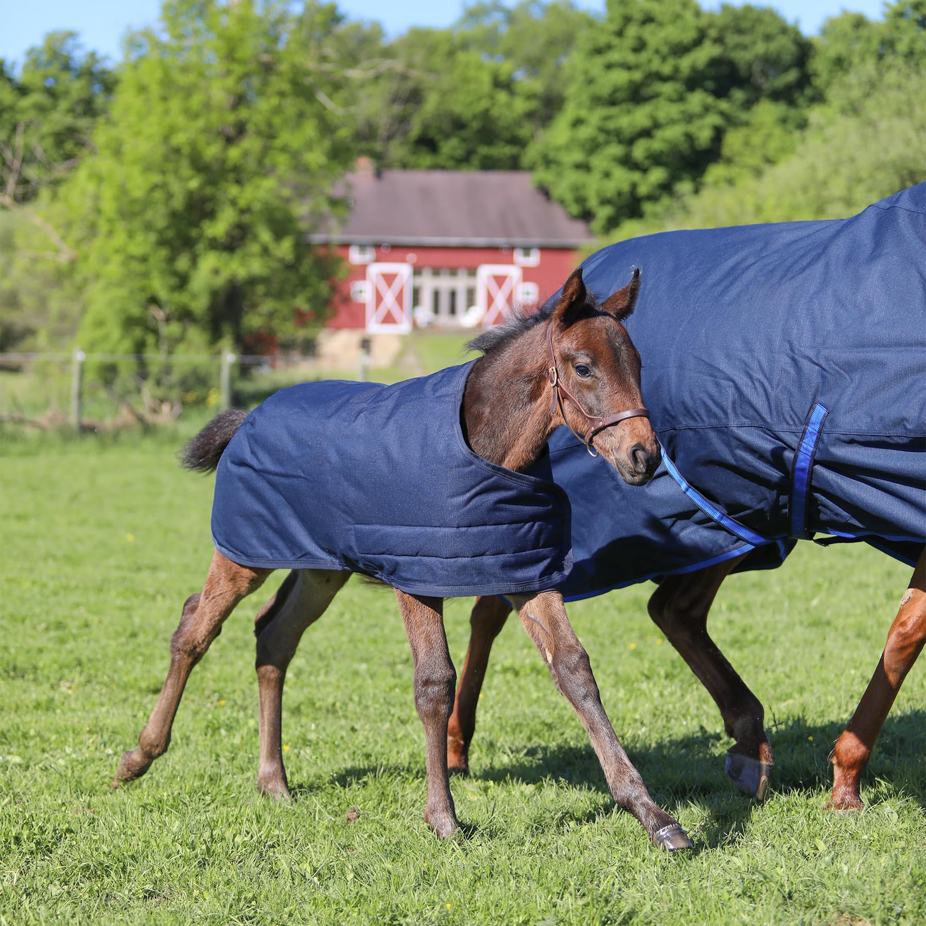 Waterproof Euro Fit Bellyband Foal Horse Turnout Blanket - Mini Horse Winter Blanket for Foals & Ponies | Ideal for Cold Weather, Rain Protection & Stable Use