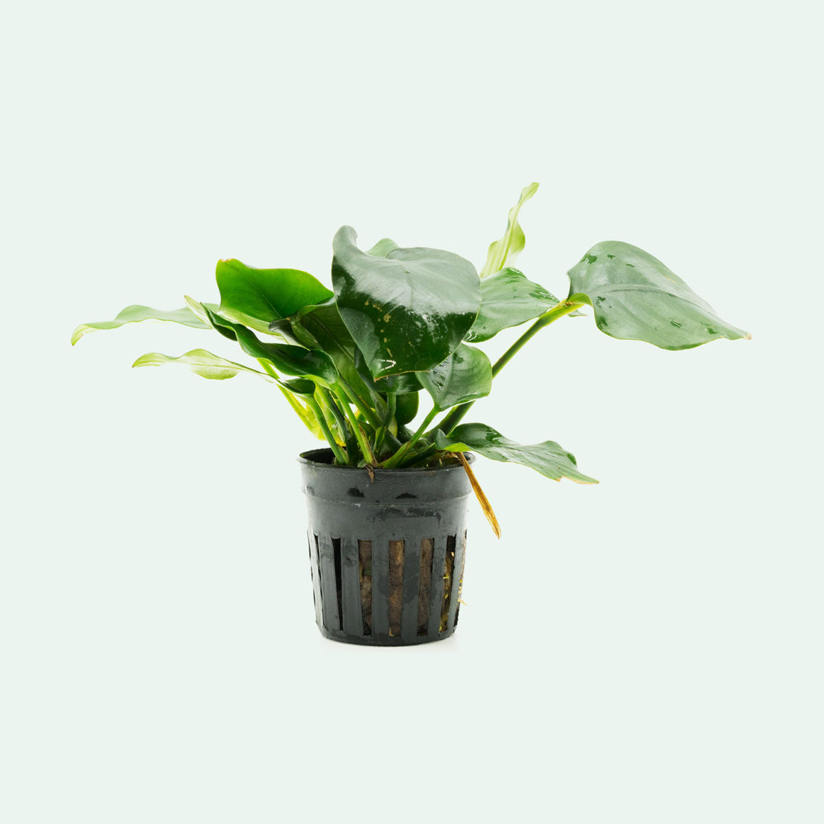 Anubias Nana Thick Leaf - Live Aquarium Plant for Fish Tanks, Low Light Aquatic Plants for Freshwater Aquascaping, Perfect for Shrimp and Betta Fish Habitats