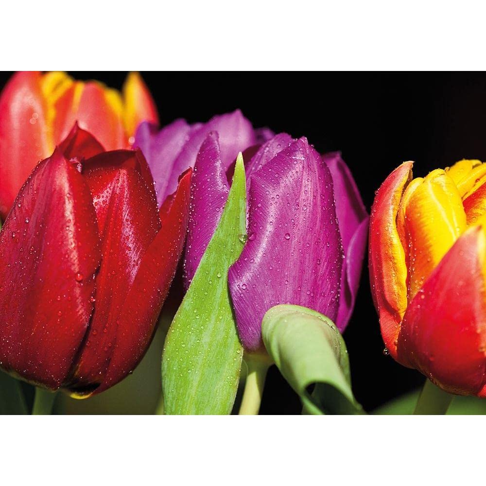 Tulips on Black - Witt, Sibylle - Elegant Floral Wall Art for Home & Office Decor
