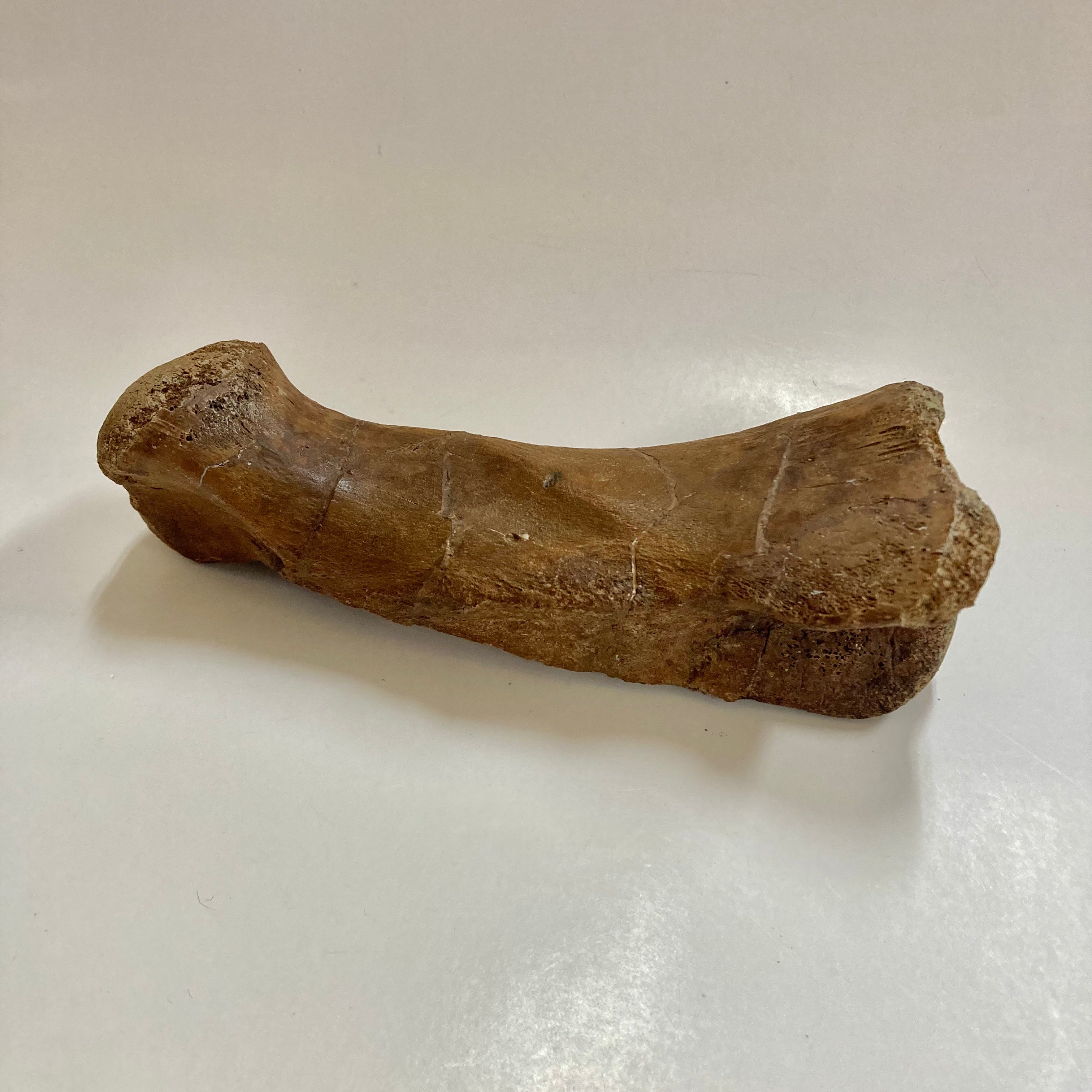 Authentic Thescelosaurus Metatarsal Toe Bone Fossil - Rare Dinosaur Relic for Collectors & Paleontology Enthusiasts | Perfect for Museum Displays, Educational Projects & Home Decor