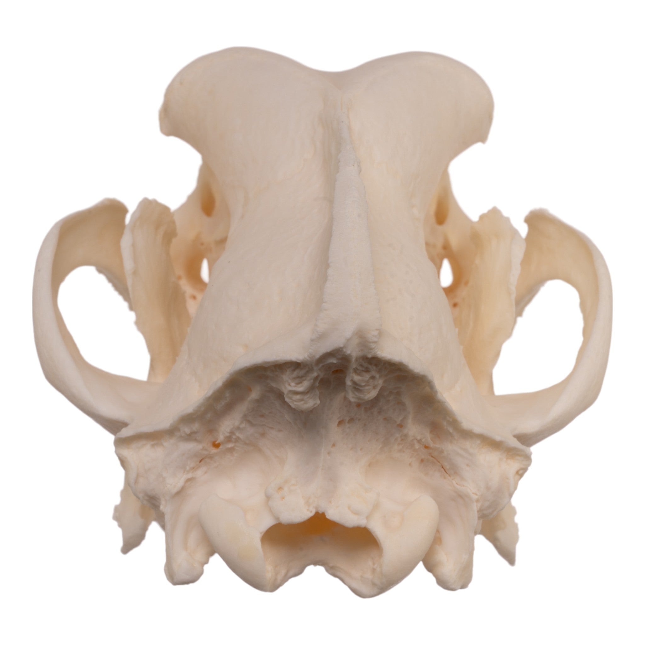 Extra Large Real Domestic Dog Skull - Authentic Canine Specimen for Veterinary Study, Halloween Decor & Taxidermy Collection