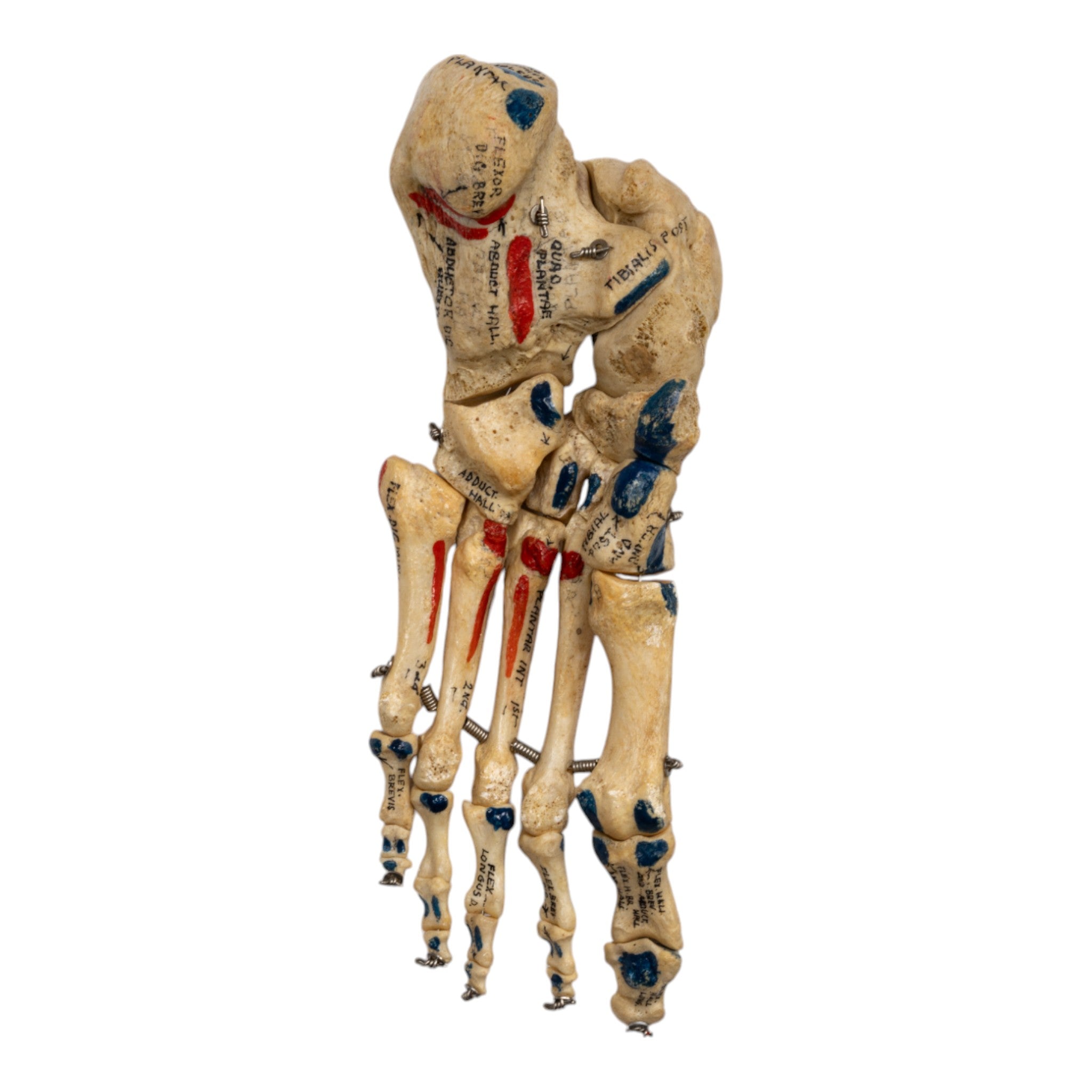 Realistic Articulated Left Foot Model - Painted Anatomical Study Aid for Medical Students & Artists | Perfect for Anatomy Class, Art Reference & Halloween Decor