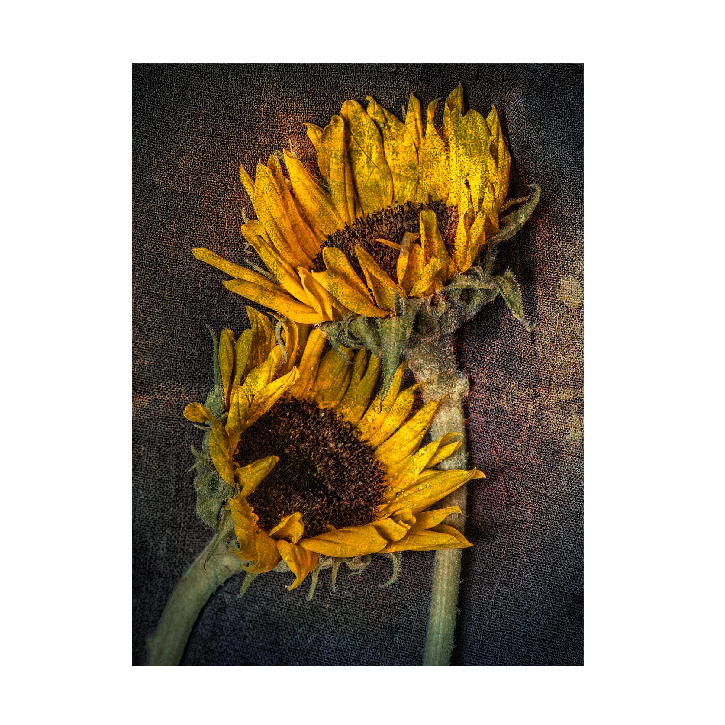 Trademark Fine Art 'Sunflowers' Canvas Wall Art by Lori Hutchison - Perfect for Living Room, Bedroom & Office Decor