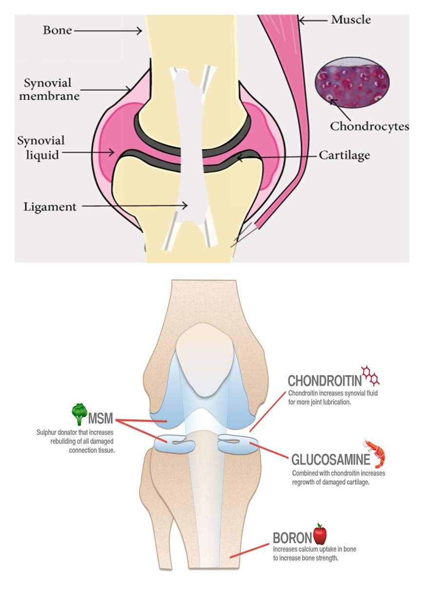 E-Z Mobility Hip and Joint Supplement for Dogs & Cats - MSM Pet Supplements with Glucosamine & Chondroitin for Tendon Support, Flexibility & Muscle Stiffness Relief - 500ml Liquid Formula for Senior Pets & Active Animals - Ideal for Post-Exercise Recovery & Daily Joint Care