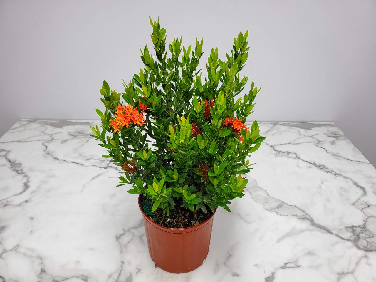 Dwarf Taiwanese Red Ixora Plants for Sale - Vibrant Tropical Flowering Shrubs for Landscaping, Gardens & Patio Decor