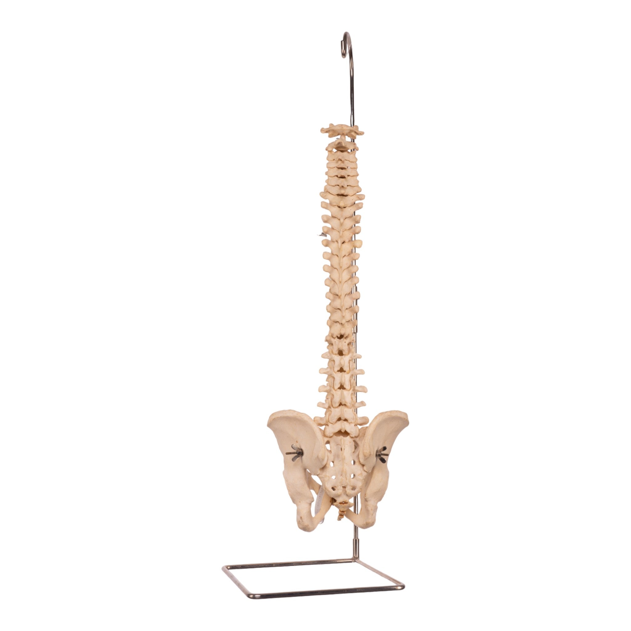 Authentic Human Spine, Sacrum & Pelvis Model - Medical Anatomy Study, Chiropractic Training, Classroom Demonstration, and Science Education Display