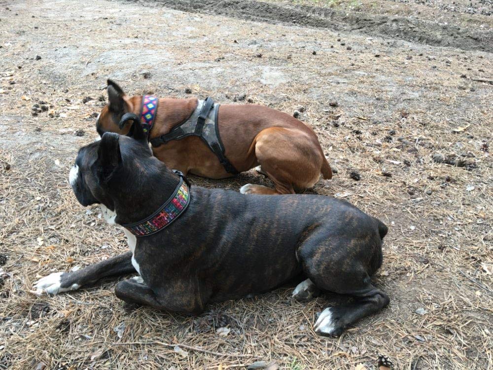 Reflective Nylon Wide Adjustable Dog Collar - Fashion Printed Pet Collar for Medium & Large Dogs (Pitbull, French Bulldog) - Sizes S/M/L - Perfect for Night Walks & Outdoor Adventures
