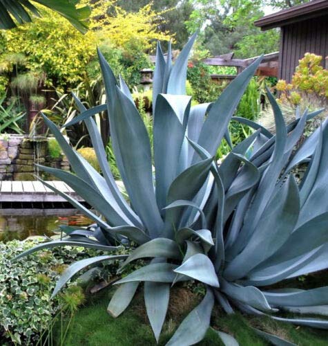 Agave Salmiana Seeds – Rare Succulent Pulque Century Plant (100 Seeds) | Exotic Garden Planting for Drought-Tolerant Landscaping & Xeriscaping