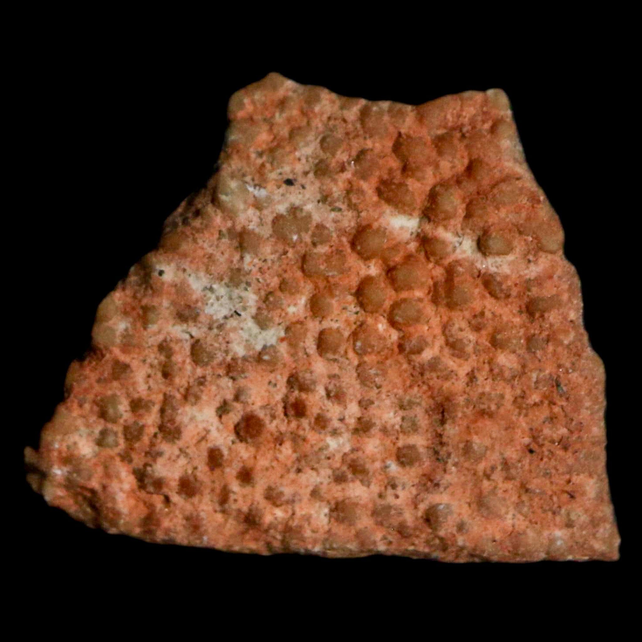 0.5 Megaloolithus Titanosaur Dinosaur Fossil Egg Shell from Bouches-du-Rhône, France - Rare Collectible Display Piece for Paleontology Enthusiasts & Museum-Quality Home Decor