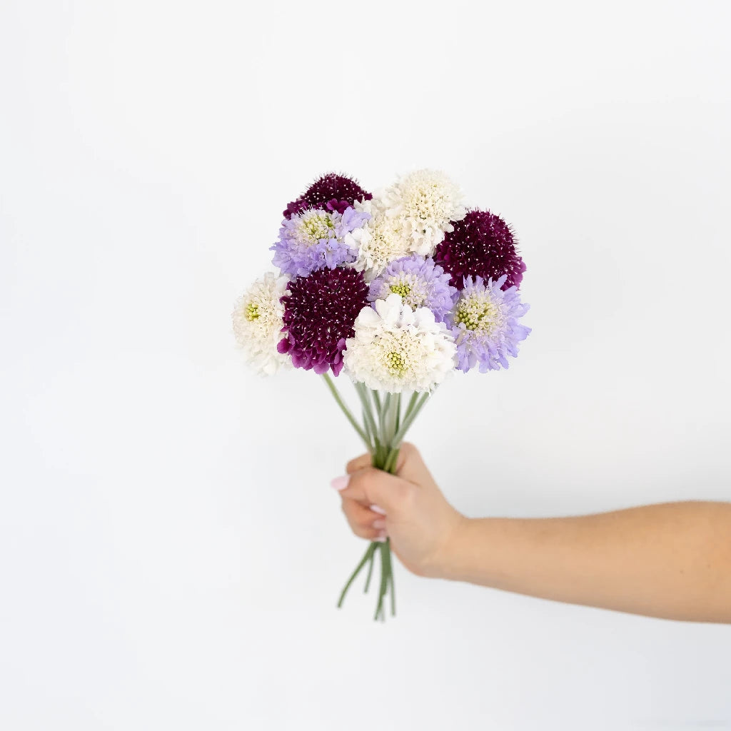 Premium Assorted Farm Mix Scabiosa Flower Seeds - Beautiful Cut Flowers for Bouquets, Wedding Arrangements & Garden Decor