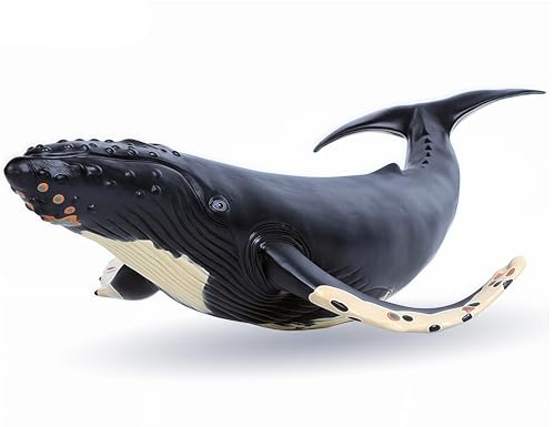 Humpback Whale