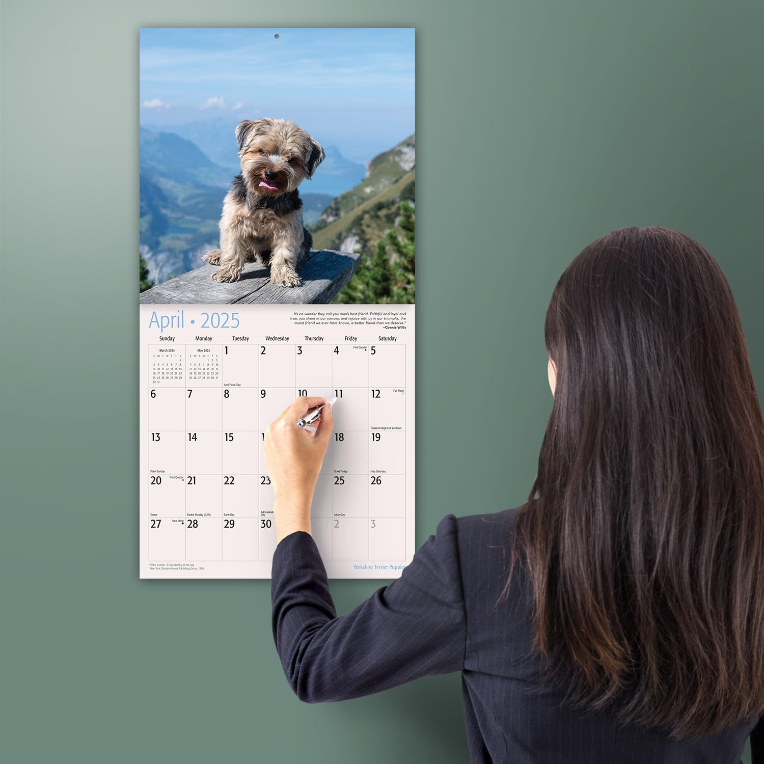 MICASA PRESS - 2025 Yorkshire Terrier Puppies Wall Calendar | 12