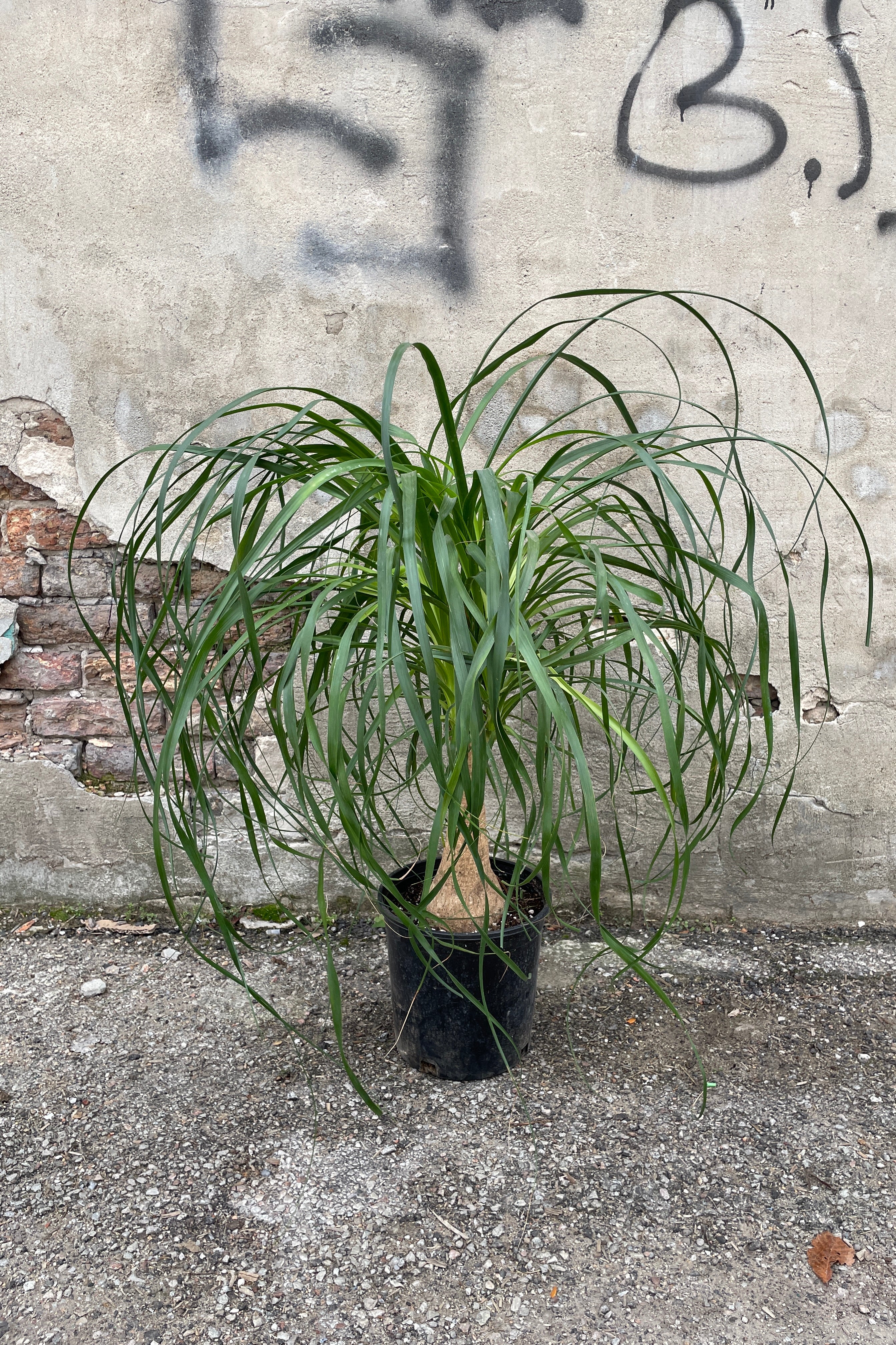 Beaucarnea Ponytail Palm #2 - Low Maintenance Indoor Houseplant for Home, Office, and Decor | Perfect for Living Rooms, Bedrooms, and Workspaces