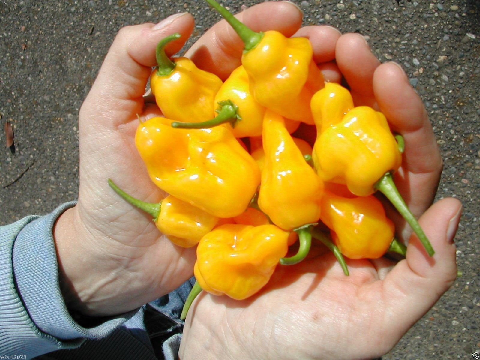 Heirloom Trinidad Perfume Pepper Seeds - 100 Open Pollinated Seeds with Wonderful Aroma for Home Gardening & Cooking