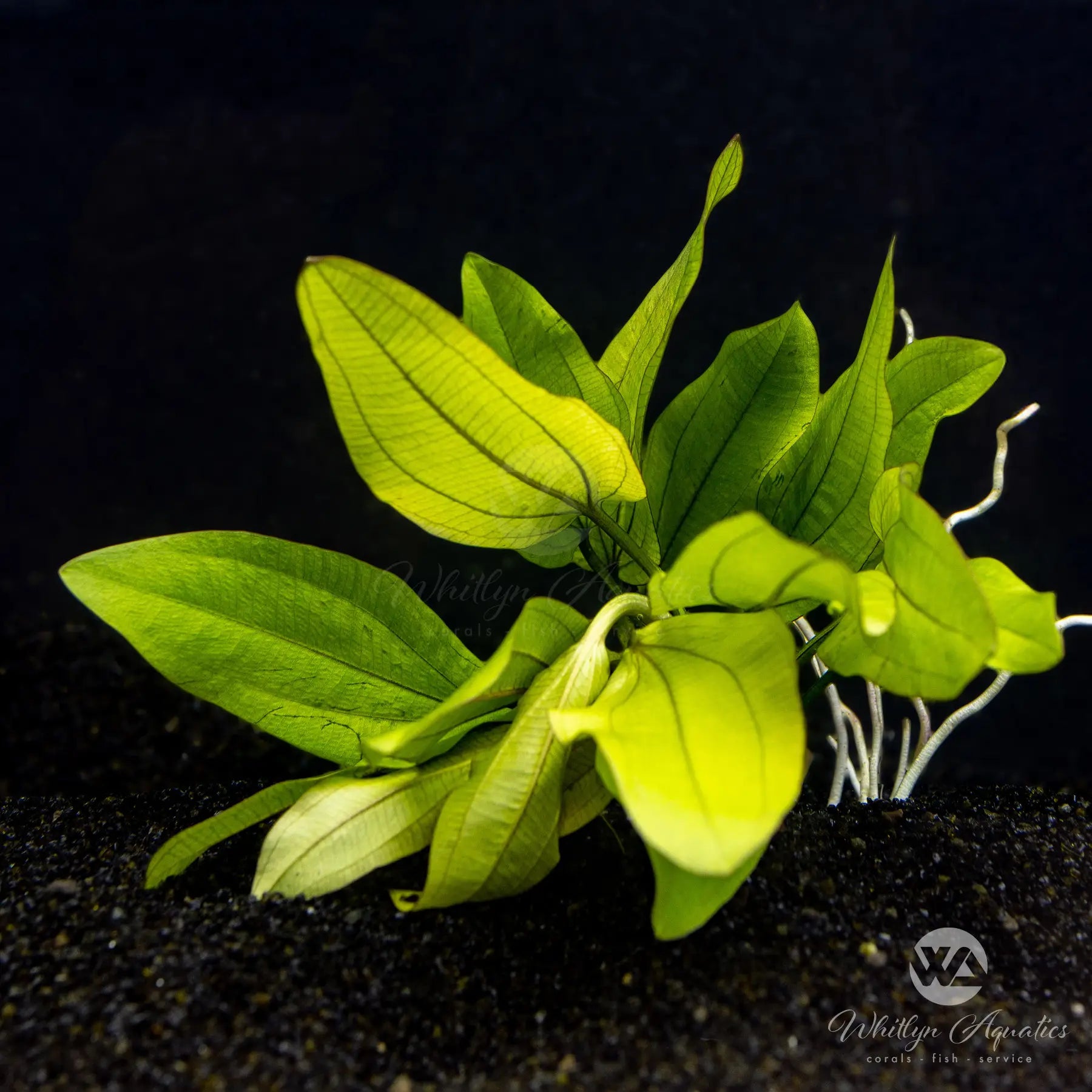 Echinodorus Red Wild Grass Sword - Live Aquarium Plant for Freshwater Fish Tanks, Ponds & Aquatic Gardens - Perfect for Aquascaping & Natural Habitat Decoration