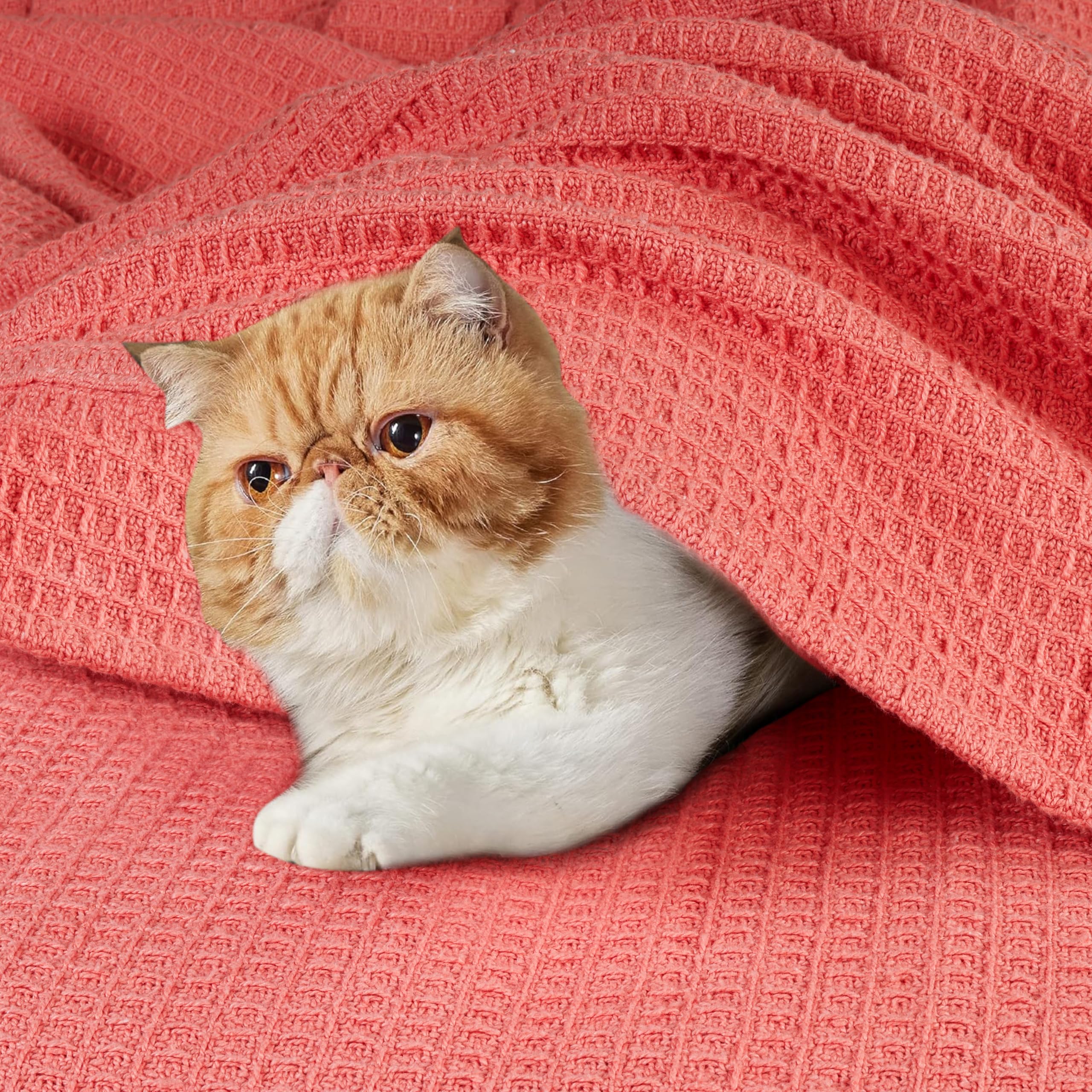 Tex Trend Waffle Blanket – 100% Cotton Queen Size Blanket – Breathable & Soft Summer Spring Bedding – Perfect for Bed Layering, Sofa, Couch & Outdoor Picnics – Pink (90”x90”) – Lightweight & Cozy for All Seasons
