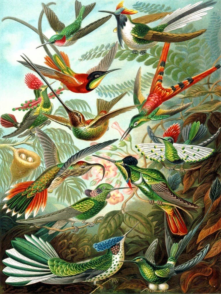 1000 Piece Hummingbird Jigsaw Puzzle for Adults - Colorful Bird Wildlife Educational Puzzle for Home Decor & Family Game Night