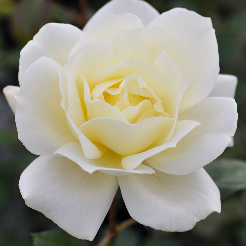 April Moon Yellow Heirloom Roses - Hardy Live Rose Bush for Outdoor Planting | Perfect for Gardens, Landscaping & Gifts