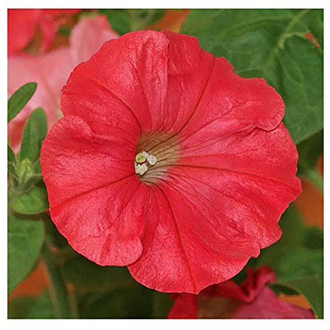 Fire Chief Red Petunia Seeds - 4500 Premium Tiny Flower Seeds for Garden, Landscaping & Hanging Baskets - First Ever True Red Petunia Variety