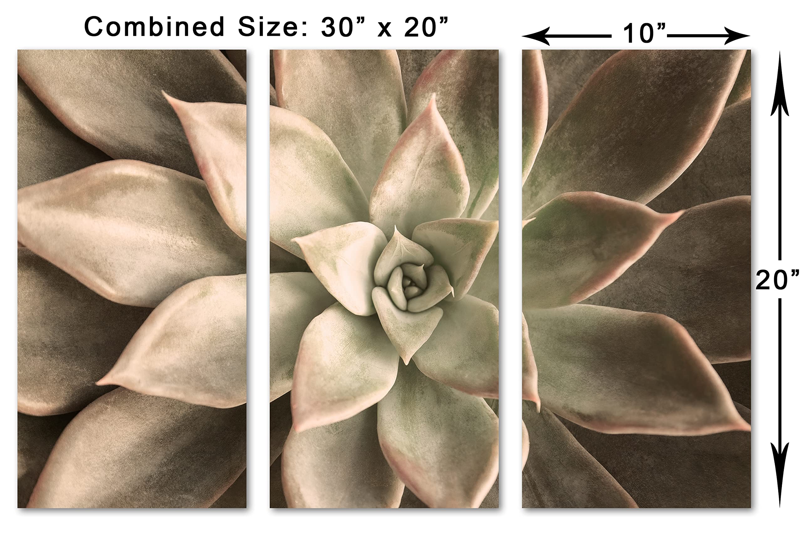 30x20 TOTAL - Echeveria Succulent Canvas Print Wall Art Beige 3 Panel Split Botanical Plant Decor | Home Office Living Room Bedroom Decor