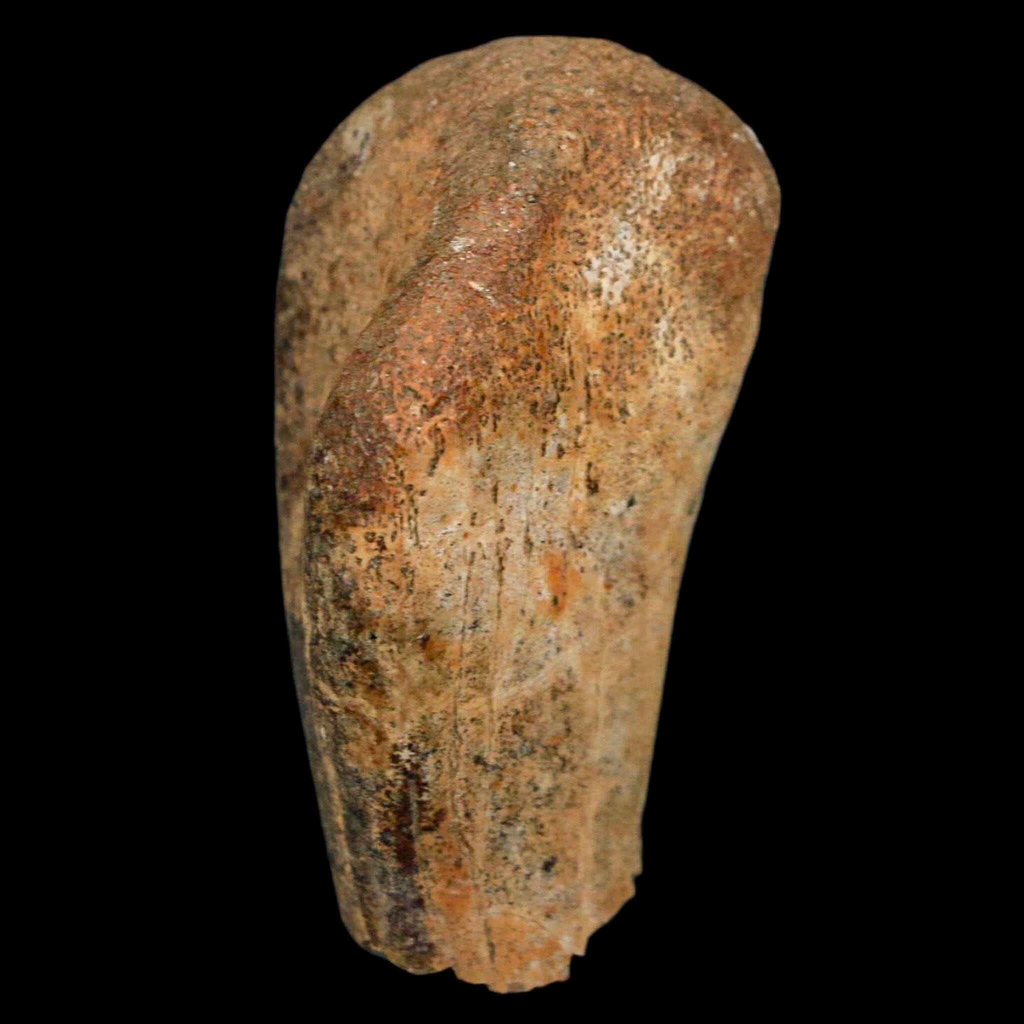 Authentic 2 Edmontosaurus Fossil Finger Bones from Hell Creek Formation - Cretaceous Dinosaur Fossil with COA - Perfect for Paleontology Collections, Educational Displays & Dinosaur Enthusiasts