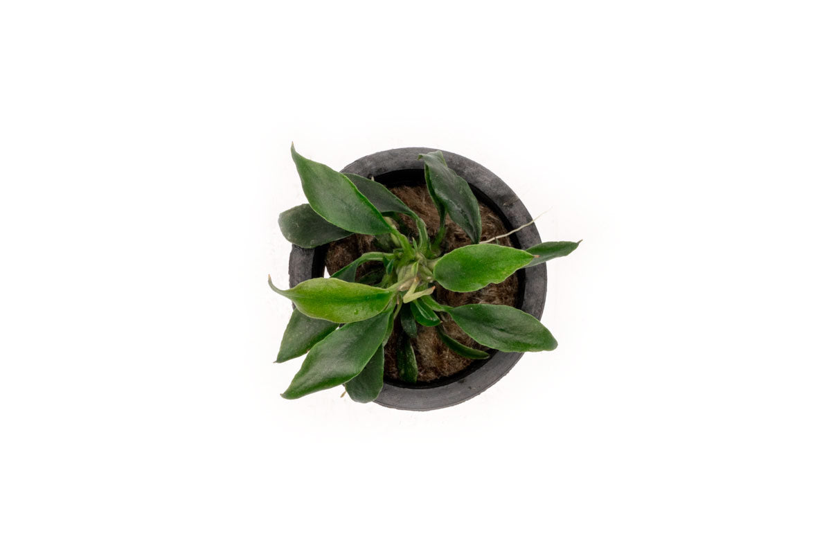 Anubias Chili Mini Live Aquarium Plant - Easy Low Light Aquatic Plant for Fish Tanks, Aquascaping & Nano Tanks (Perfect for Shrimp & Betta Fish Habitats)