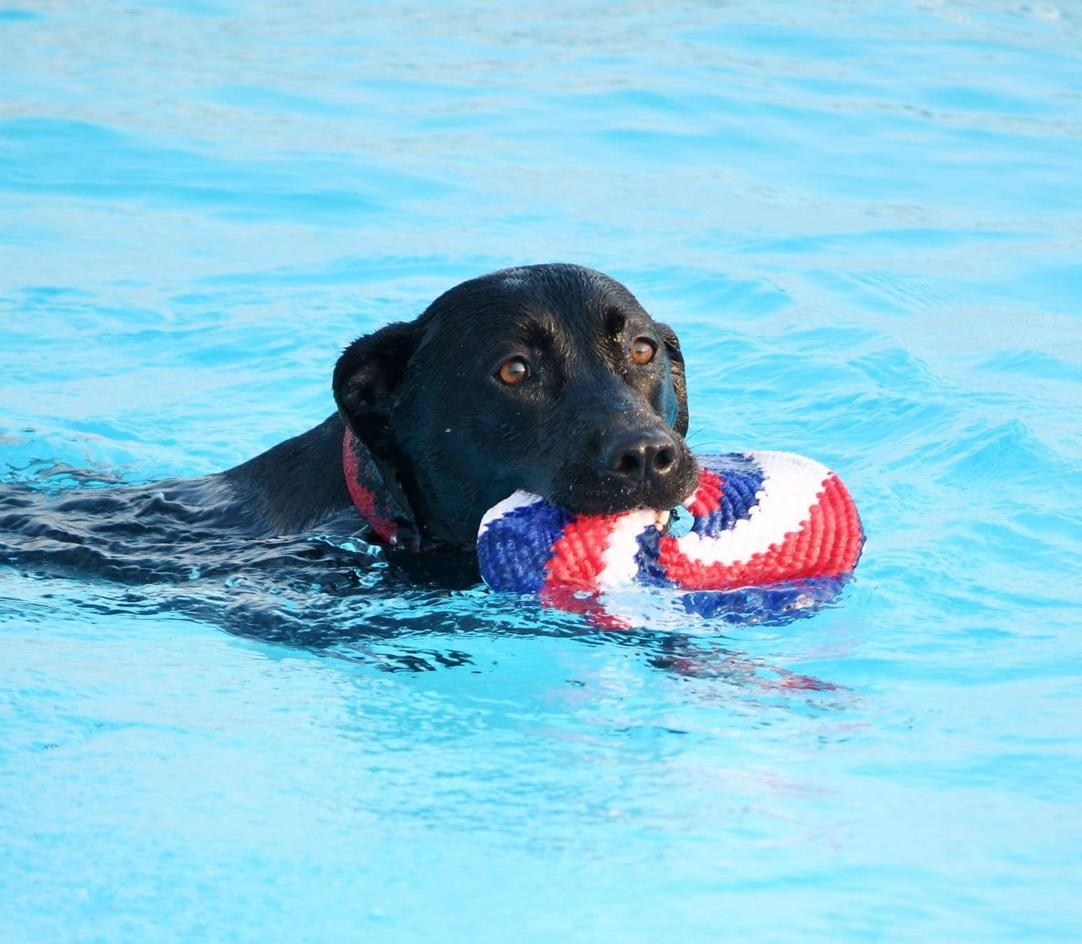 BUENA ONDA MayaFlya Pocket Disc 4 Pack - Flexible Flying Discs for Dogs, Kids & Adults | Best Outdoor Sports Toy & Indoor Play Game | Perfect for Beach, Park, Backyard Fun & Family Gatherings
