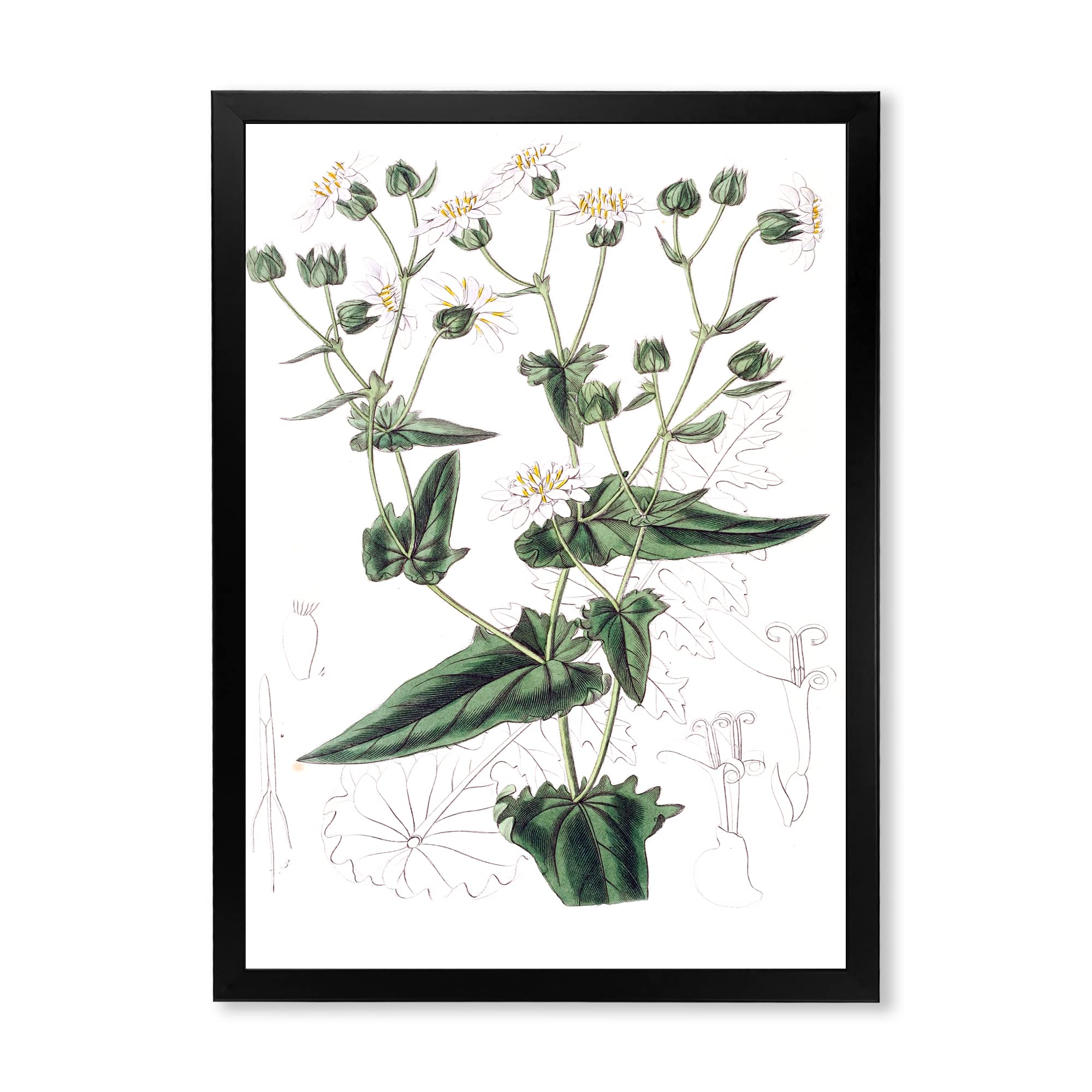 Vintage Plant Life XXII Traditional Framed Wall Art - Botanical Home Decor for Living Room, Bedroom & Office - Perfect for Farmhouse, Boho & Vintage Style Interiors