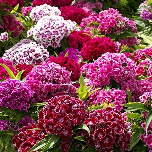 Non-GMO Bulk Sweet William Seeds - Tall Double Mix Dianthus Barbatus (1/4 Lb) for Garden Planting, Landscaping & Cut Flower Arrangements