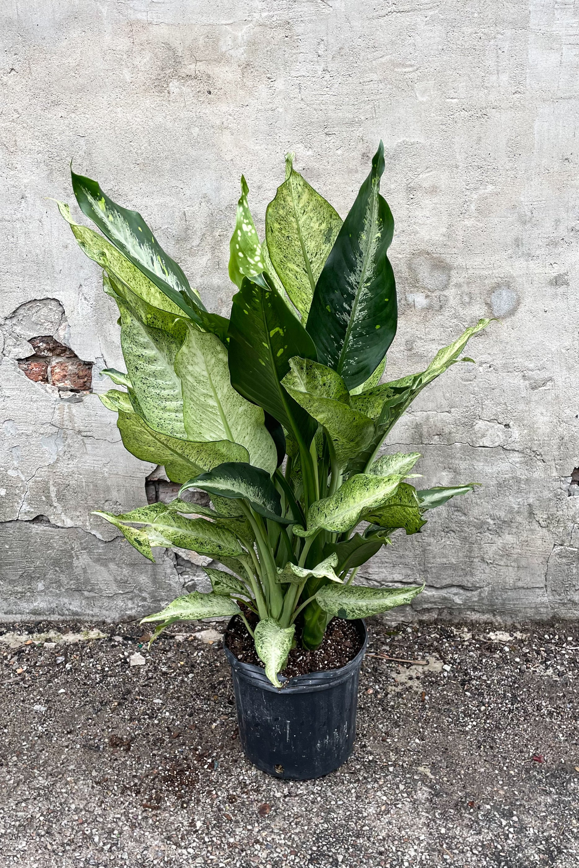 Dieffenbachia 'Camouflage' - 10