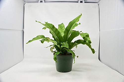 Japanese Bird's Nest Fern (Asplenium Nidus) - 3 Live Plants in 6 Inch Pots - Easy Care Indoor Houseplant - Perfect for Home, Office & Bathroom Decor