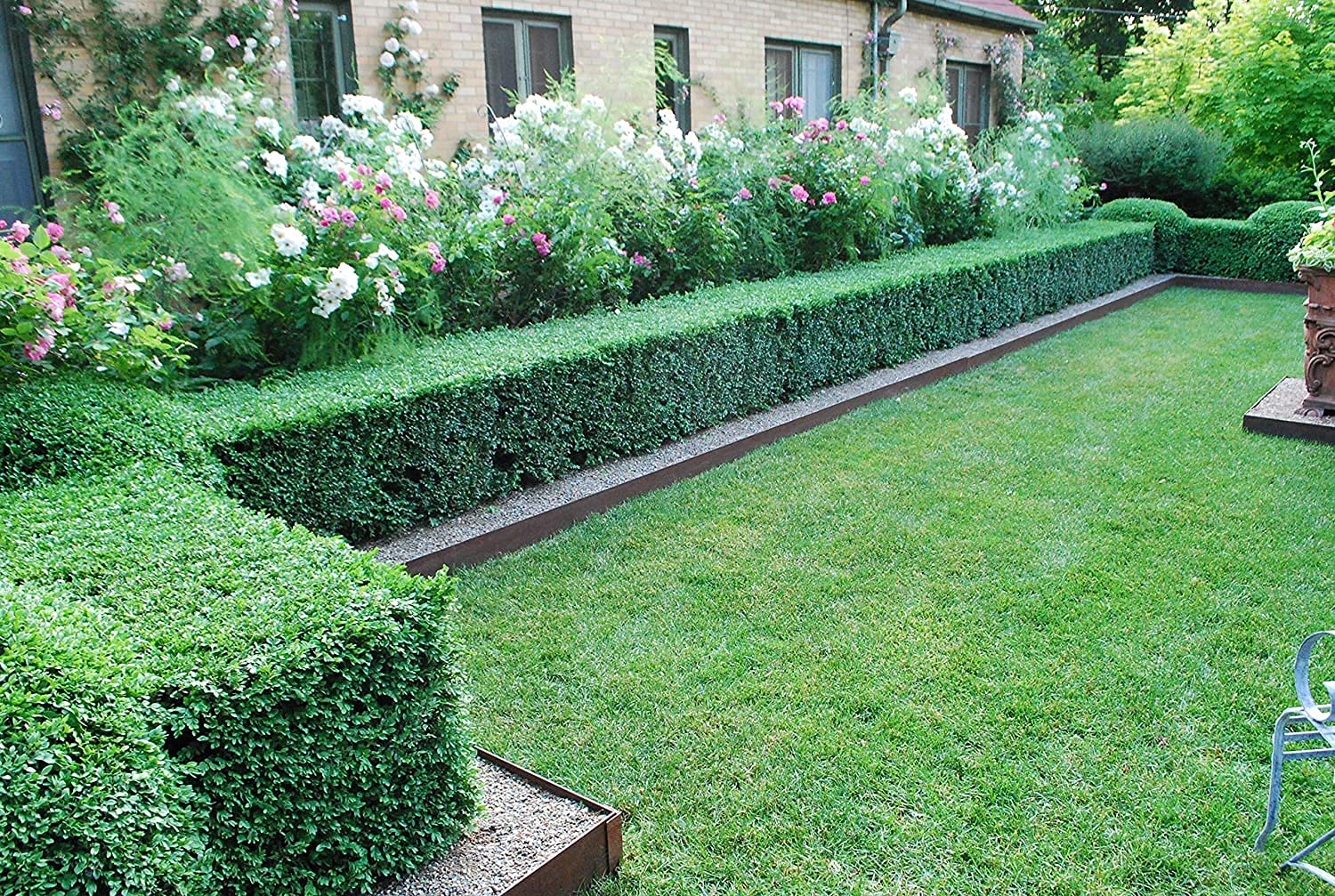 Japanese Boxwood Plants - 10 Live 4 Inch Pots of Buxus Microphylla | Low Maintenance Evergreen Hedge for Landscaping, Garden Borders & Formal Gardens