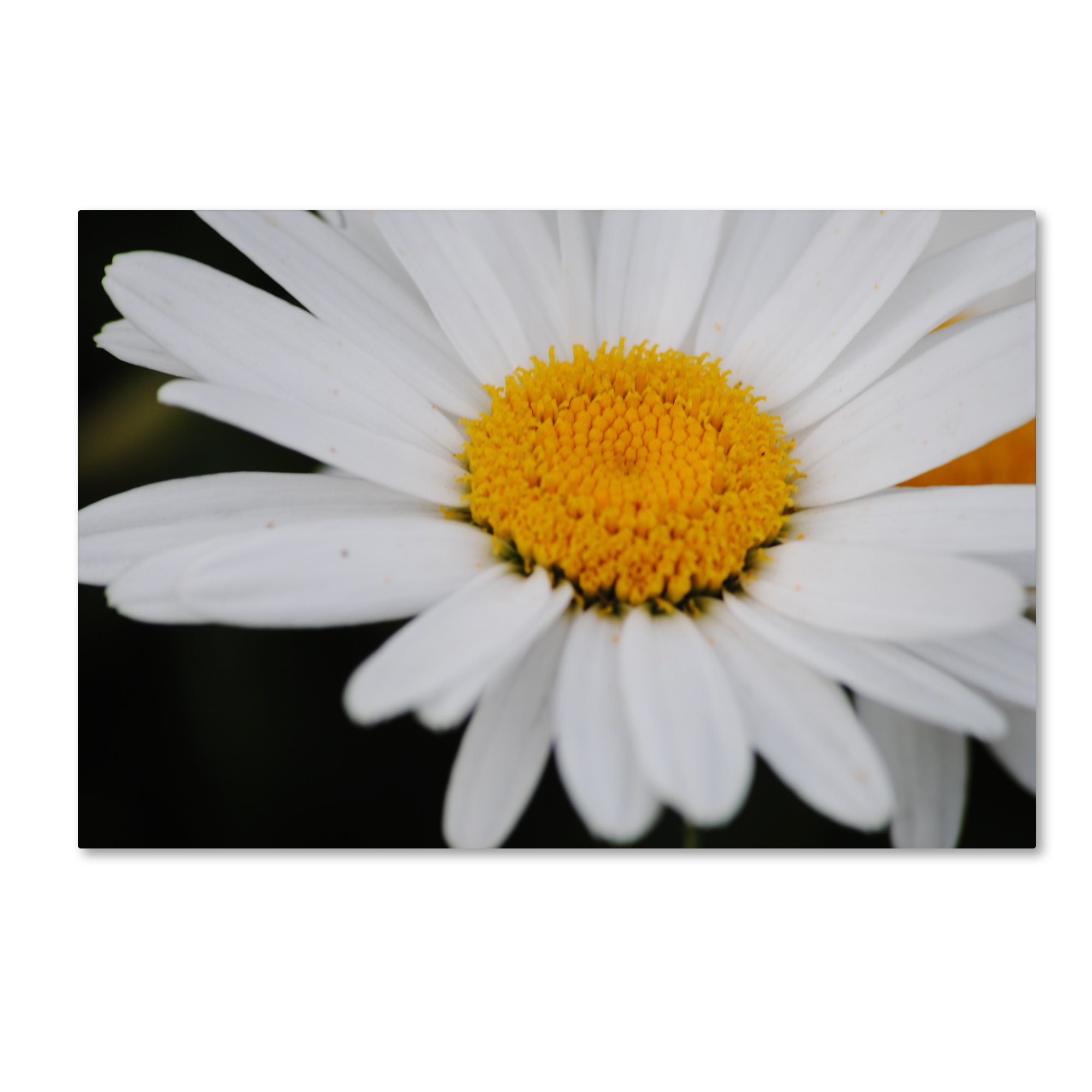 Sweet Splendor by Monica Mize - 30x47 Inch Canvas Wall Art Hanging for Living Room, Bedroom & Office Decor - Modern Home Wall Decorations