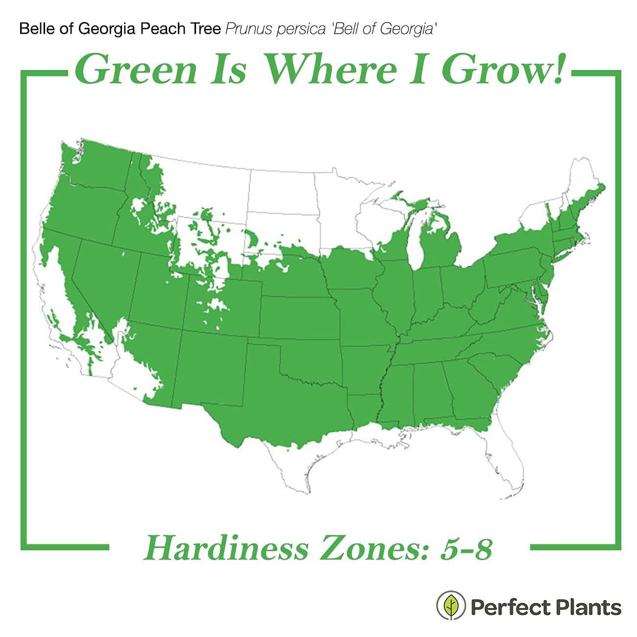 PERFECT PLANTS Belle of Georgia White Peach Tree 4-5ft Tall | Large Juicy Peaches | High Yield Fruit Tree | Self-Pollinating | Perfect for Backyard Orchards & Fresh Fruit Gardens