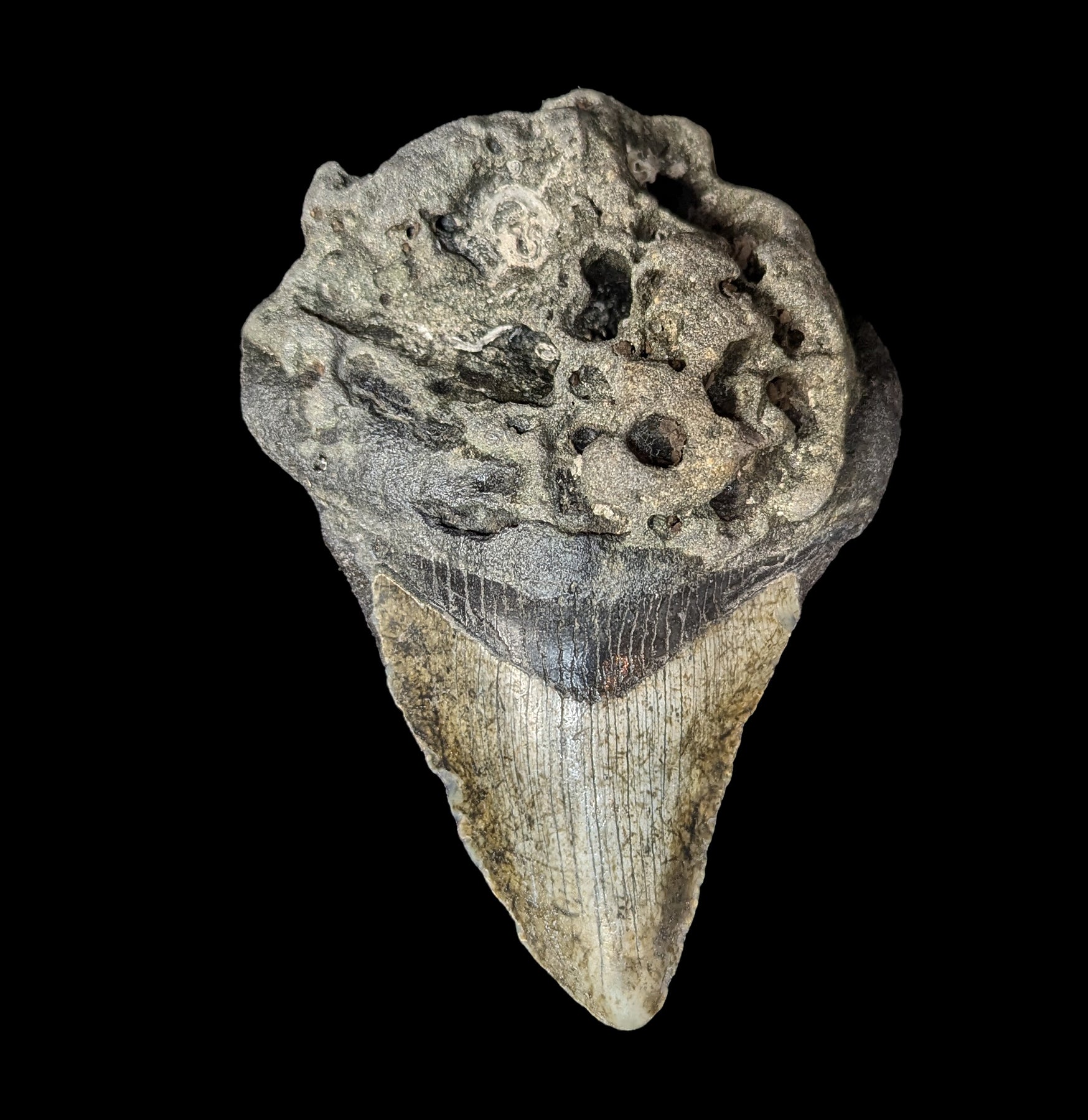 Authentic Megalodon Shark Tooth Fossil - Large Prehistoric Specimen #54 for Collectors, Display & Educational Use