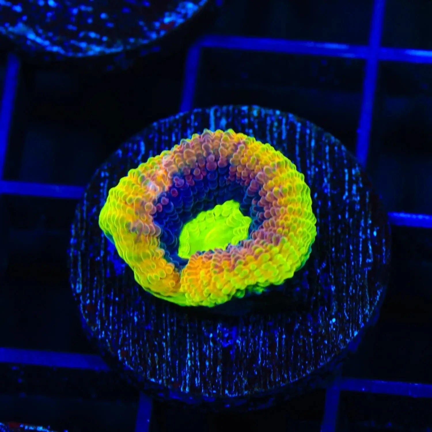 Dragon Soul Favia Coral - Premium Saltwater Aquarium Coral for Reef Tanks | Perfect for Marine Aquascaping & Coral Propagation