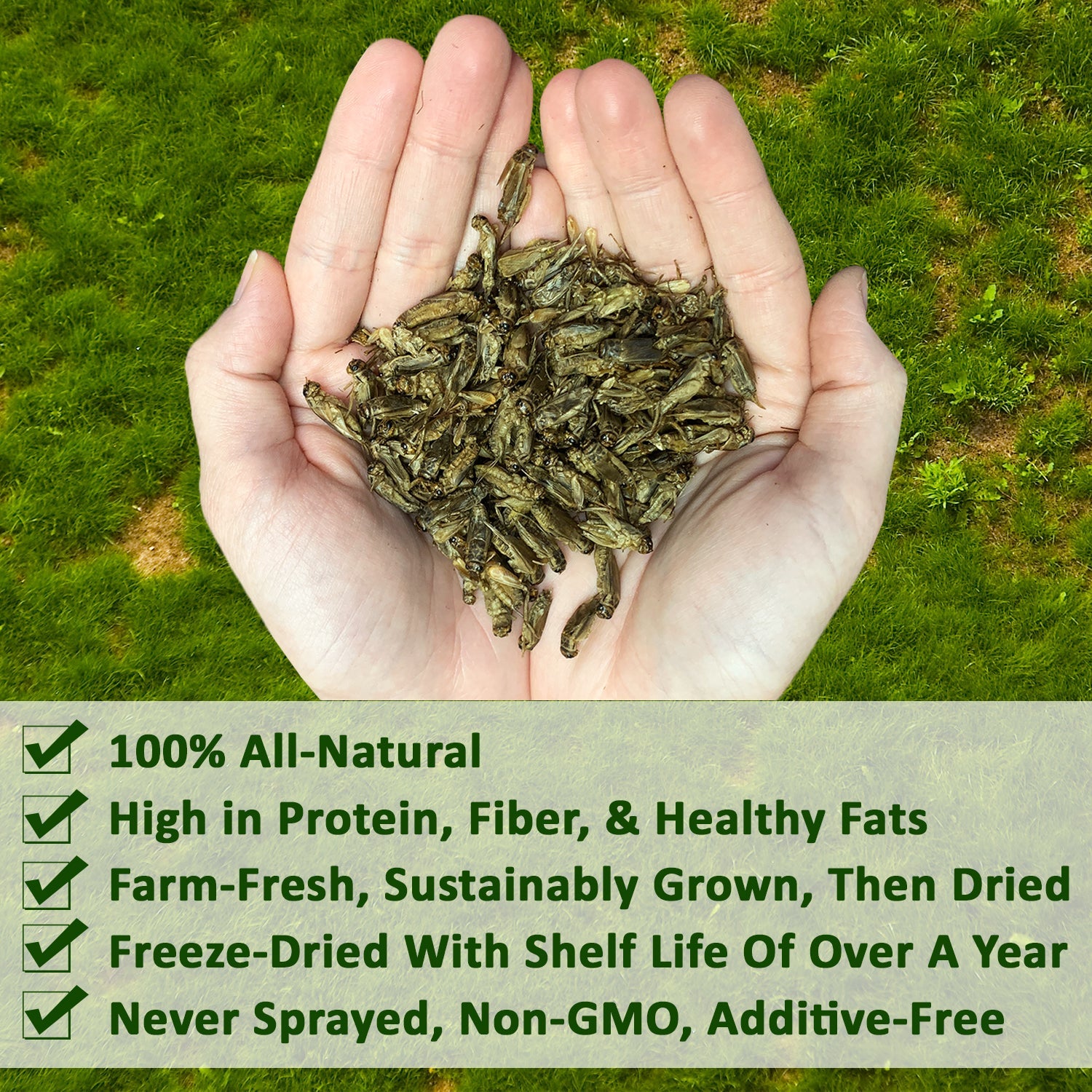 Organic Dried Crickets 8 oz - High Protein Cricket Snacks for Reptiles, Birds & Human Consumption - Perfect for Pet Food, Fishing Bait & Survival Kits