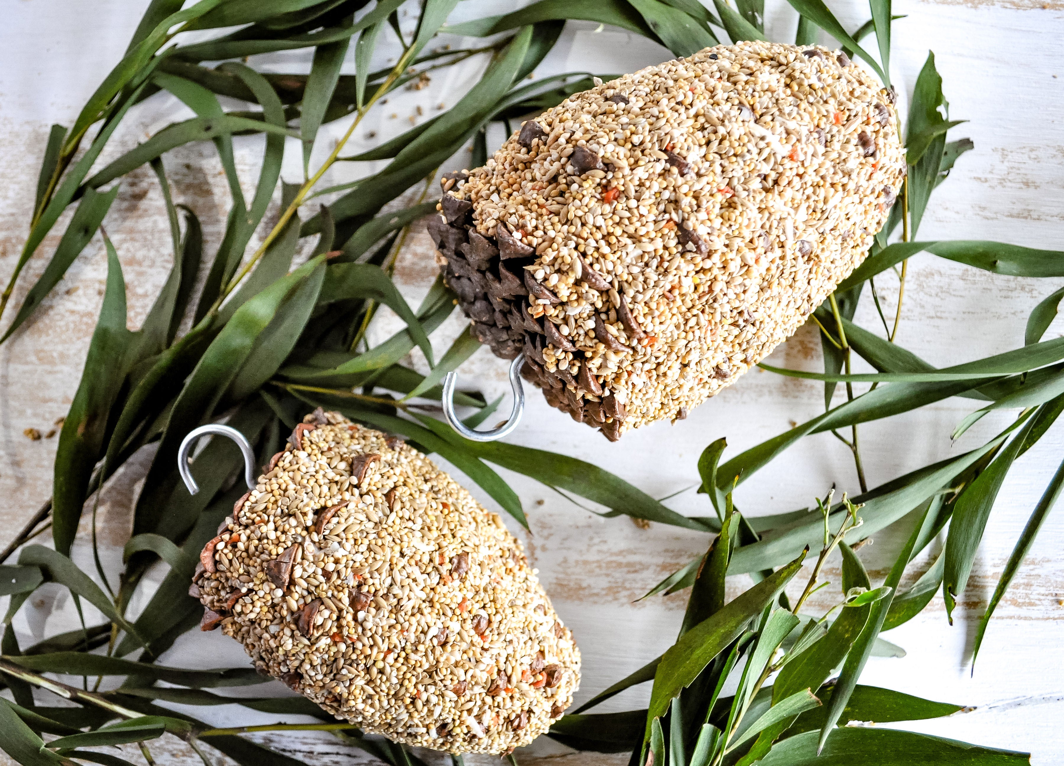 Natural Pine Cone Bird Treats for Small Birds - Healthy Snack for Parakeets, Finches & Canaries - Perfect for Cage Toys & Foraging Fun