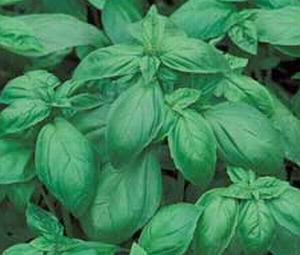 Seed Kingdom Bulk 40,000 Italian Large Leaf Basil Seeds - Premium Garden Herb for Cooking, Pesto & Fresh Salads | Perfect for Home Gardening & Culinary Use