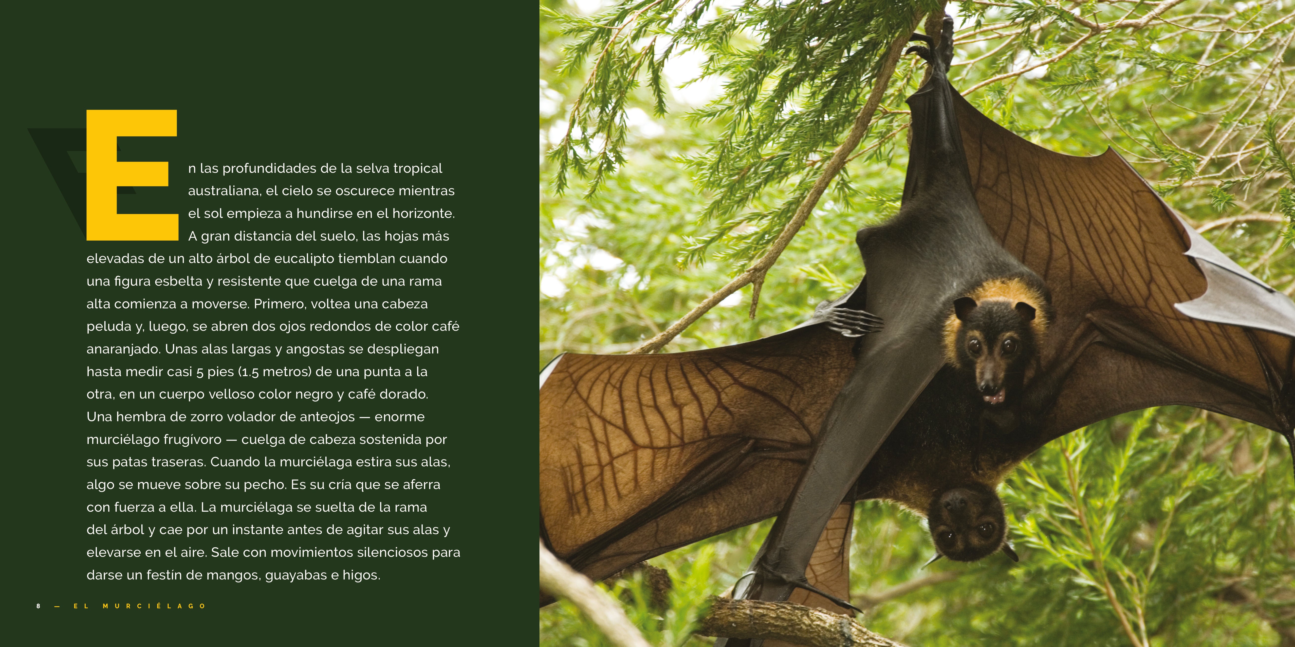 El Murciélago 9781640267367 - Bilingual Children's Book in English and Spanish - Perfect for Storytime and Language Learning