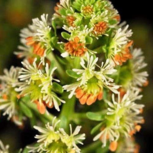 Sweet Mignonette Seeds - Fragrant Flowering Plant with Spiked Clusters of Beautiful Blooms (25 Seeds) for Gardens, Bouquets & Landscaping